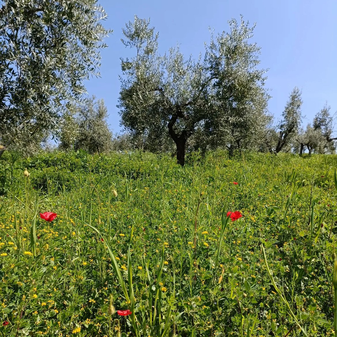 Az. Agricola Mirko Di Biase