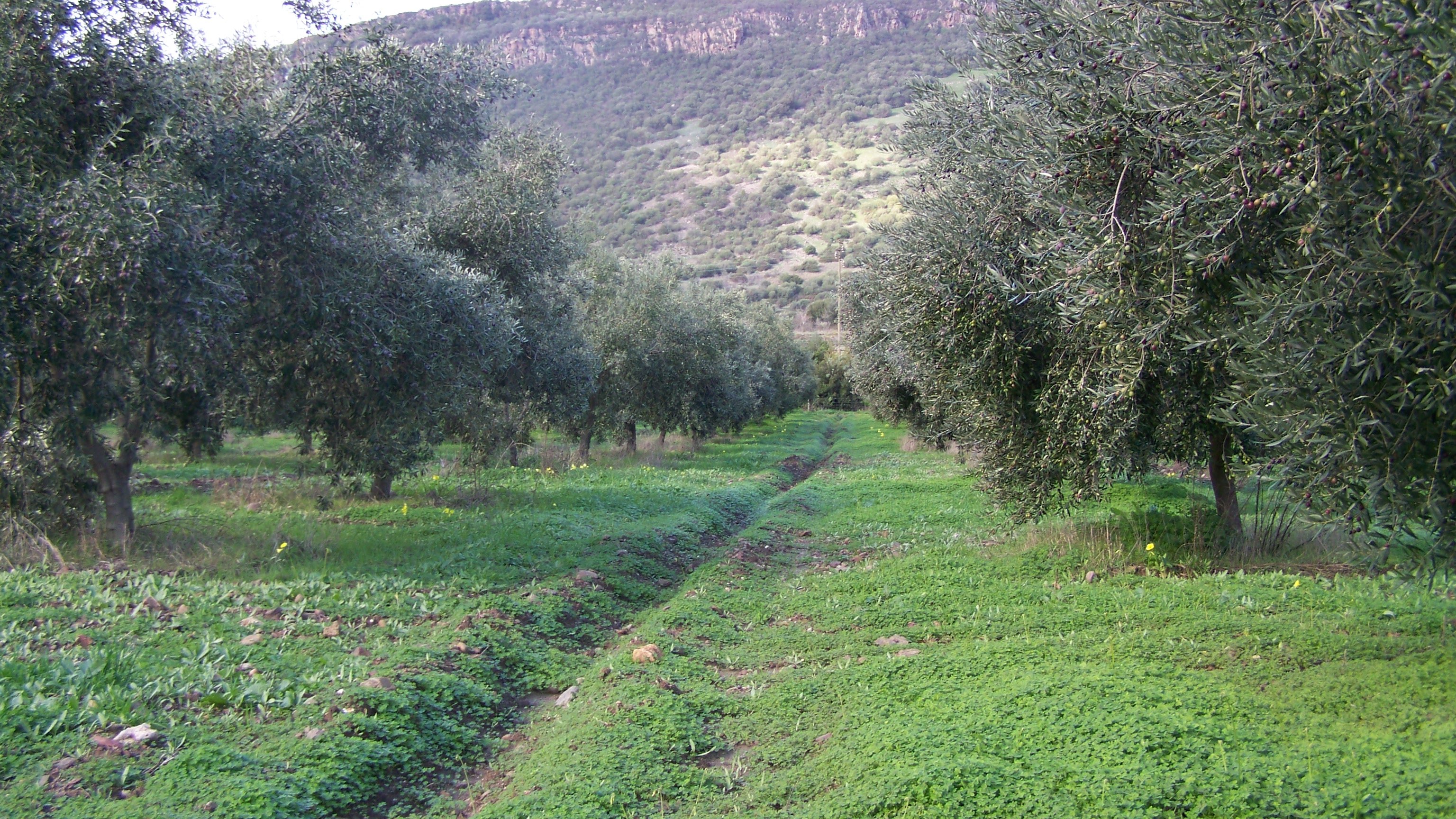 Azienda Agraria F.lli Deias