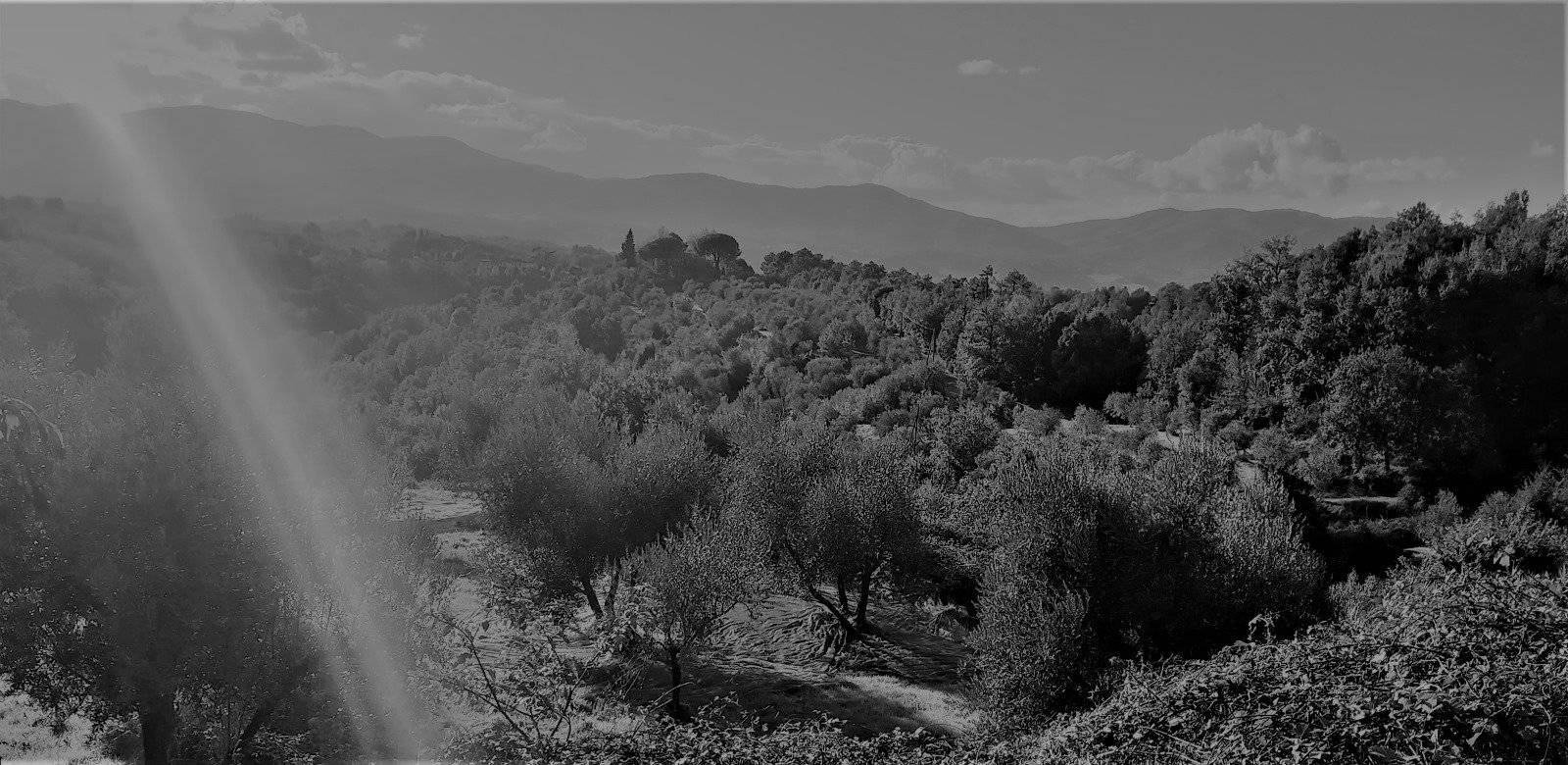 Azienda Agricola Bacci