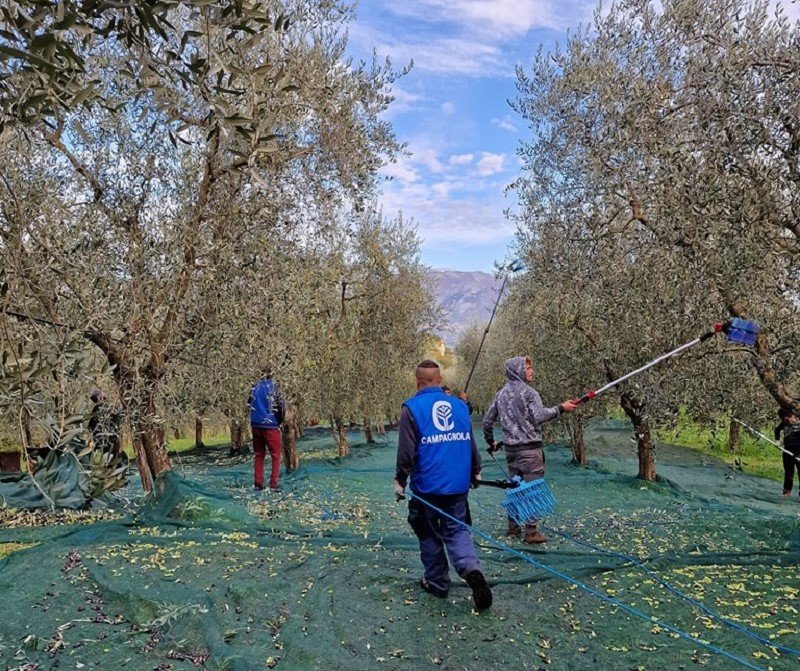 Luigi Corbo Farm